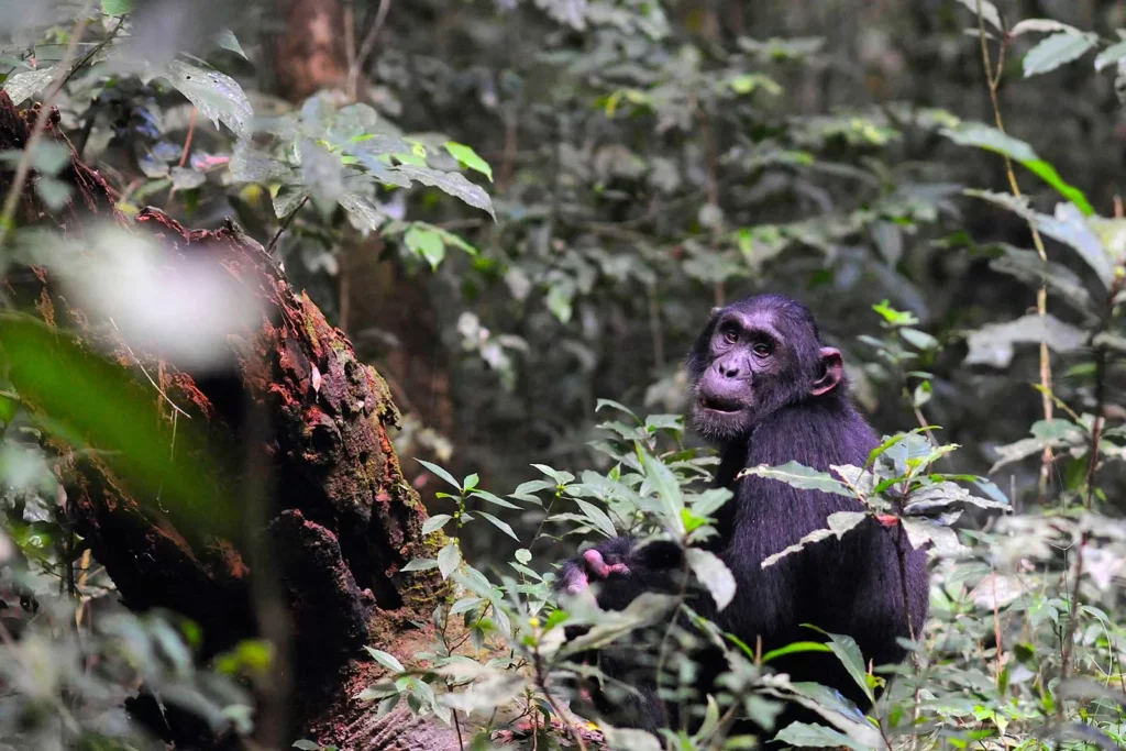 tourism-and-hospitality-management