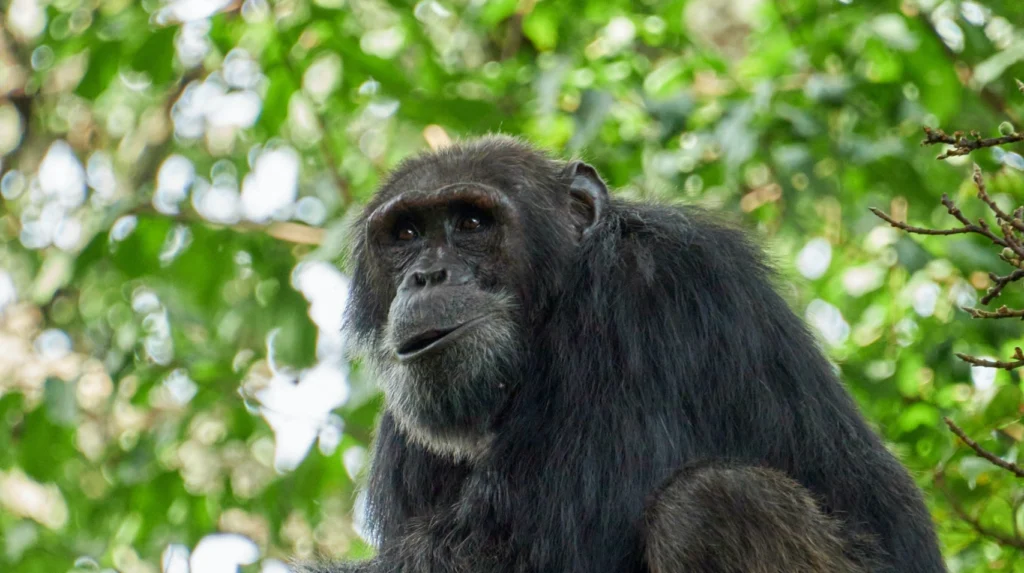 top-tourism-training-institutes-you-should-consider-in-uganda