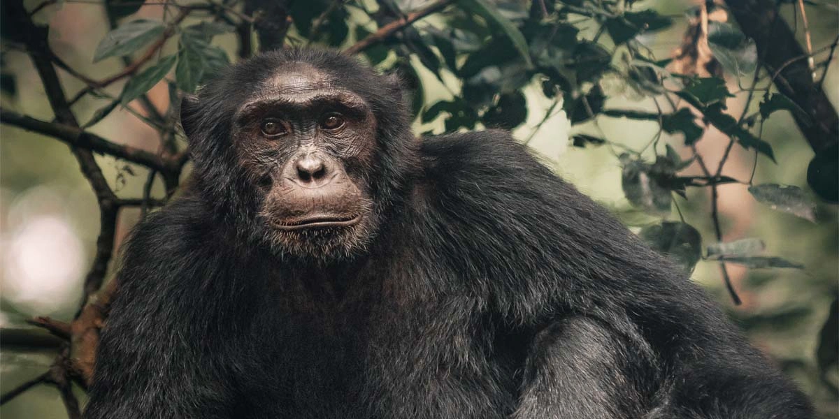 certificate-vs-diploma-course-in-tourism