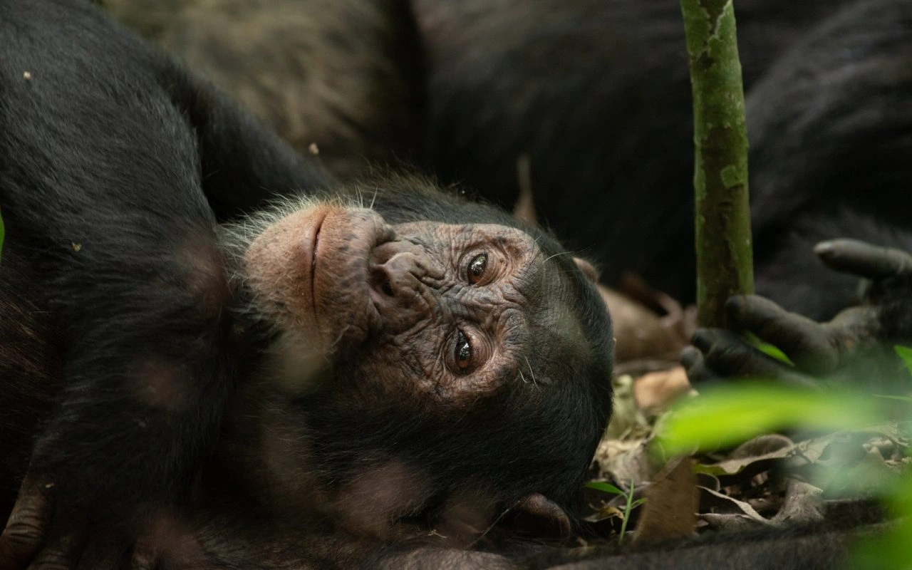 conservation-tourism-in-uganda-training-and-career-path