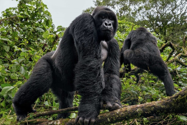gorilla-conservation-and-tourism-courses-available-in-uganda