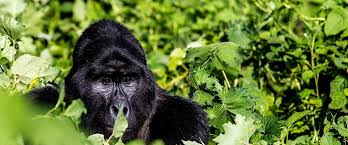 how-to-guide-tourists-on-gorilla-trekking-safari-in-bwindi