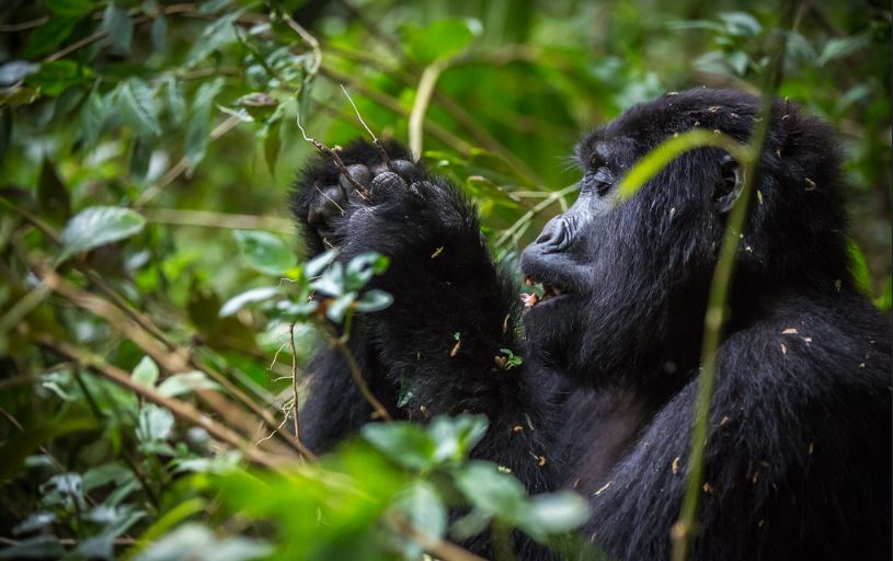 tourism-jobs-in-uganda